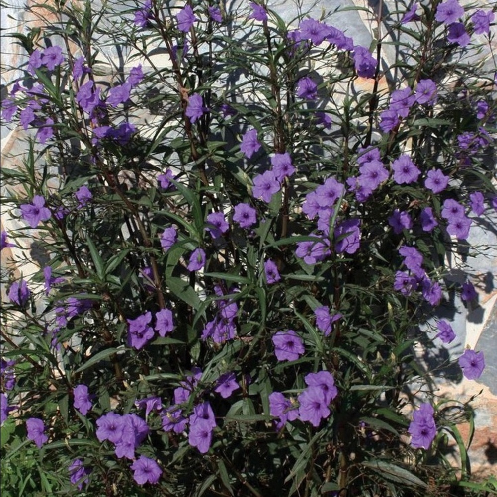 10+ extras free! Mexican Petunia Tall - Ruellia live bare rooted plants!  Hardy! - Picture 5 of 6